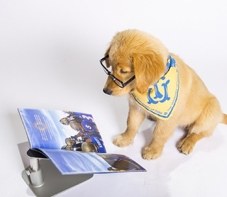 Illustration for article titled Tulsa's Puppy Mascot Will Be The Best Part Of College Football Season